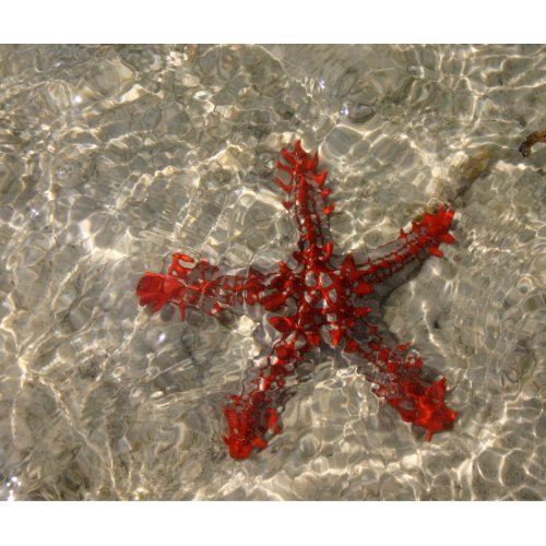 After you voteplease read more about Sea Stars and this Red Knobby Sea 