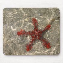 Red Sea Star - Mousepad by dchaddad Red Sea Star - Mousepad