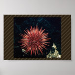 Red Sea Urchin posters