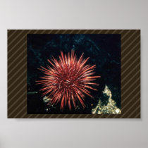 Red Sea Urchin Print