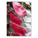 RED SEEDS cards by wendybandurskimiller RED SEEDS cards