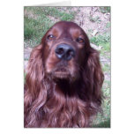 Red setter greeting cards