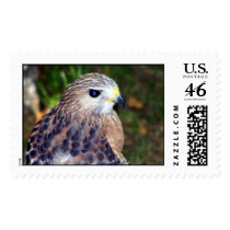 Red Shoulder Hawk postage