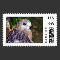 Red Shoulder Hawk stamps