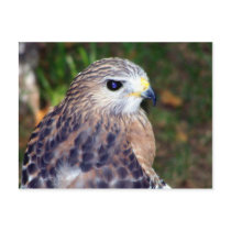 Red Shoulder Hawk postcards