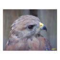 Red Shoulder Hawk posters