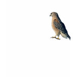 Red Shoulder Hawk