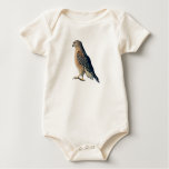 Red Shoulder Hawk