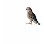 Red Shoulder Hawk