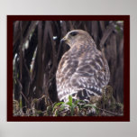 Red-shoulderd Hawk - Environmental Portrait Poster