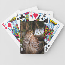Red Shouldered Hawk 12 Bicycle Card Decks