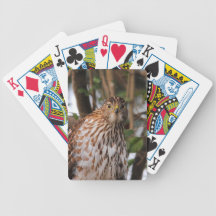 Red Shouldered Hawk 14 Poker Cards