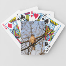 Red Shouldered Hawk 5 Card Decks