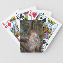 Red Shouldered Hawk 8 Card Deck