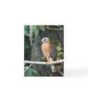 Red Shouldered Hawk Card