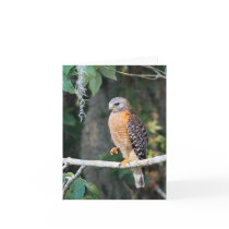 Red Shouldered Hawk Card