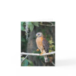 Red Shouldered Hawk Card