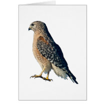 Red-shouldered Hawk Card
