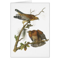 Red-shouldered Hawk, John Audubon Greeting Card