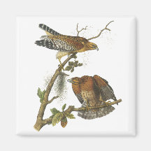Red-shouldered Hawk, John Audubon Fridge Magnet