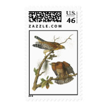 Red-shouldered Hawk, John Audubon Stamp