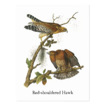 Red-shouldered Hawk, John Audubon Postcard