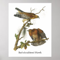 Red-shouldered Hawk, John Audubon Poster