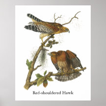 Red-shouldered Hawk, John Audubon Poster