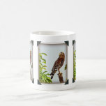 Red Shouldered Hawk mugs