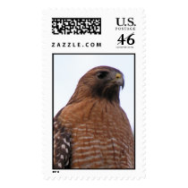 Red Shouldered Hawk postage