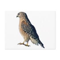 Red-shouldered Hawk Postcard