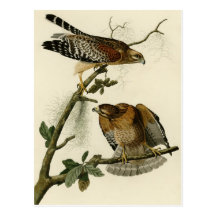 Red shouldered Hawk Postcard