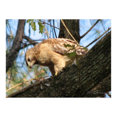 Red Shouldered Hawk Print by naturegirl7
