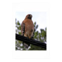 Red Shouldered Hawk posters