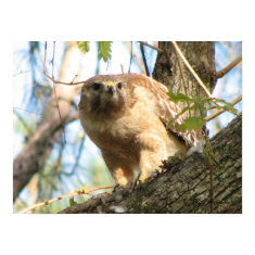 Red-shouldered Hawk Poster print