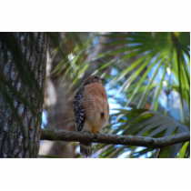 Red shouldered hawk sculpture acrylic cut outs