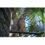 Red shouldered hawk sculpture acrylic cut outs