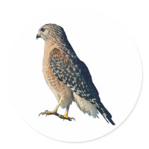 Red-shouldered Hawk Stickers