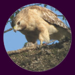 Red Shouldered Hawk with Prey stickers