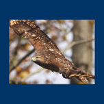 Red-shouldered Hawk wrapped canvas canvas prints