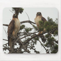 Red-shouldered Hawks Mousepad
