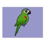 Red-shouldered Macaw Postcard