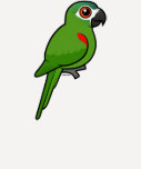 Red-shouldered Macaw Ladies Raglan Fitted T-Shirt