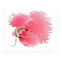 Red Siamese Fighting Fish Postcard