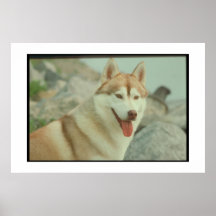 Red Siberian Husky Poster