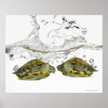 Red slider turtles print
