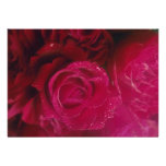 Red Soft red roses flowers Invites