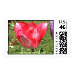 Red sorbet tulip in full bloom postage stamp