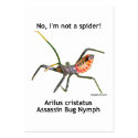 Red Spider Assassin Bug Business Card Templates