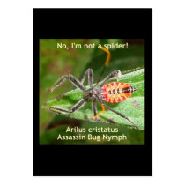 Red Spider Assassin Bug Business Cards